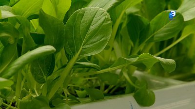 В ресторане Миасса появилась вертикальная ферма