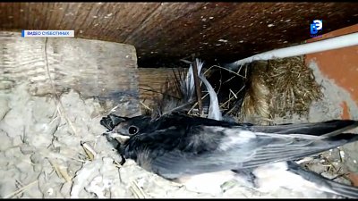 Дачники из Миасса приютили семейство ласточек