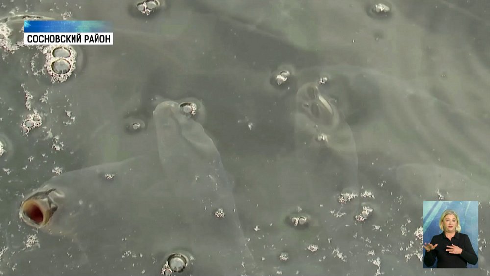 Шернёвское водохранилище будут спасать рыбой