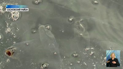 Шернёвское водохранилище будут спасать рыбой