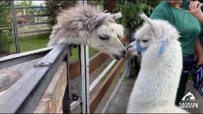 Нежности Еремея и Евдокии показали в Челябинском зоопарке