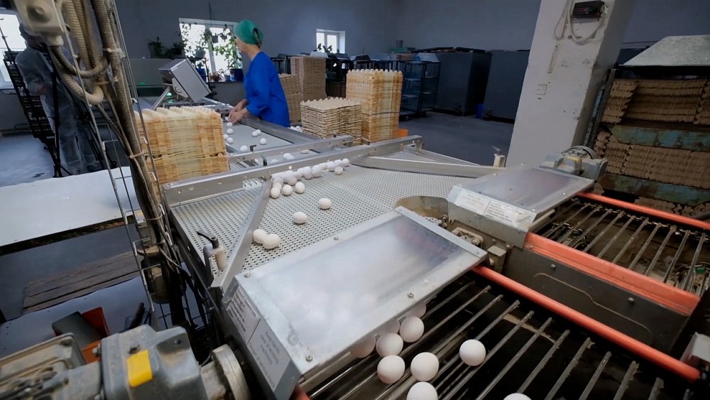 «Чепфа»: лидер по производству яиц на Южном Урале