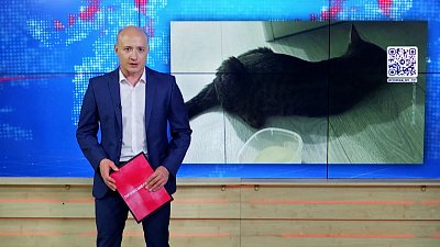 Живодеры выкинули кошку из окна