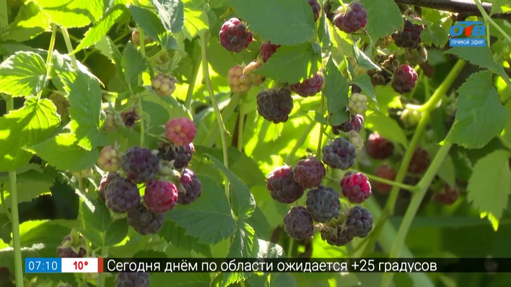 Шотландская малина в рубрике «Руки садовода»