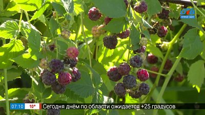 Шотландская малина в рубрике «Руки садовода»