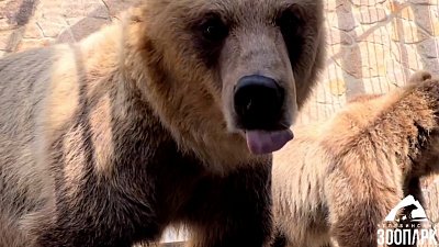 В Челябинском зоопарке медведи попробовали разные сорта меда