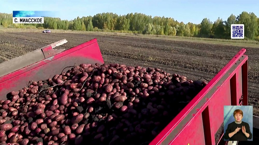 Южноуральские фермеры собирают урожай картофеля