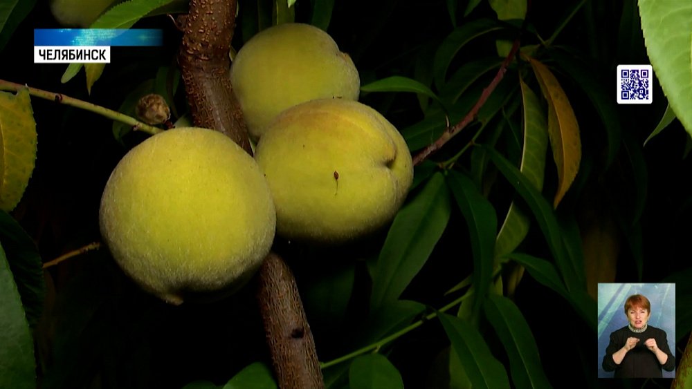 В Челябинске выращивают южные сорта плодов и ягод