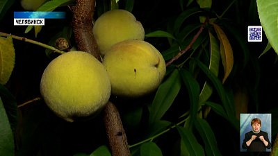 В Челябинске выращивают южные сорта плодов и ягод