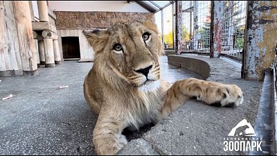 В Челябинском зоопарке показали львиную зарядку