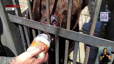 Мужчина, не смотря на запреты, покормил медведя