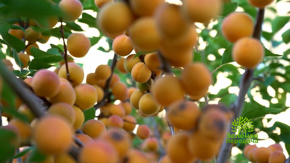 Зеленая передача 22.09.2022