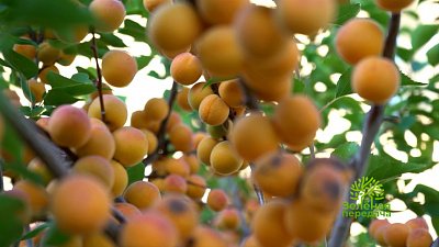 Зеленая передача 22.09.2022