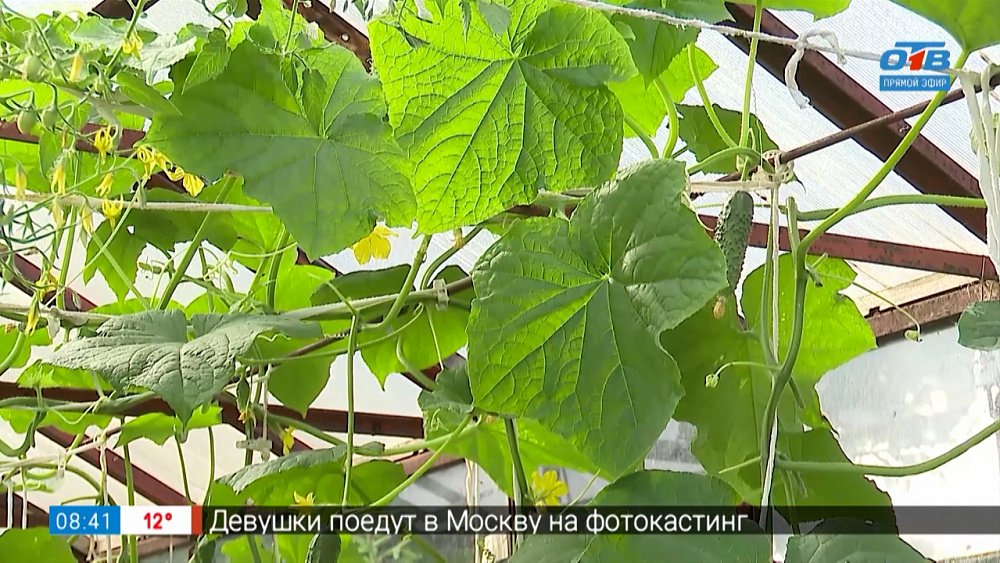 Огурцов будет море в рубрике «Руки садовода»