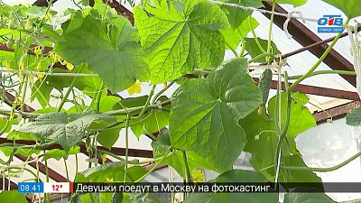 Огурцов будет море в рубрике «Руки садовода»