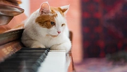 Челябинцев приглашают на бесплатные фотосессии с кошками