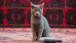 Челябинцев приглашают на бесплатные фотосессии с кошками