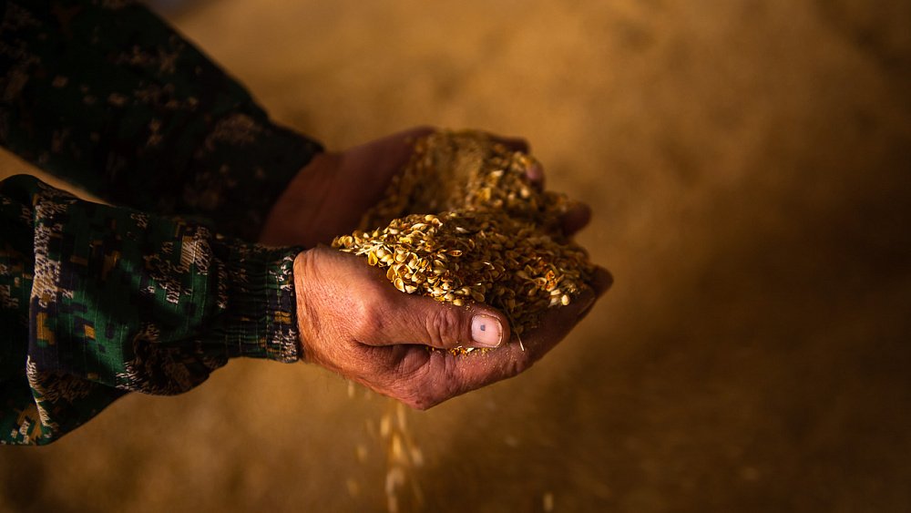 Элеваторы Челябинской области примут зерно на хранение бесплатно до 1 декабря