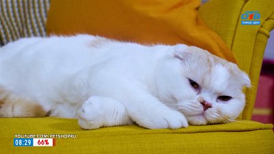 «5 причин завести кота» в рубрике «5 причин сделать ЭТО»