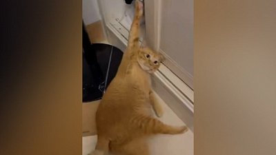 Мех и смех: игры с едой, суровый кот и затруднительное положение