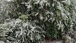 В Челябинской области выпал первый снег