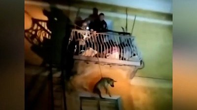 В Златоусте спасли закрытую в квартире собаку