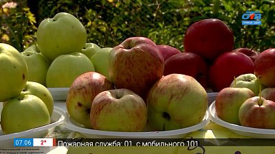 Отличные сорта сладких яблок для южноуральцев в рубрике «Руки садовода»