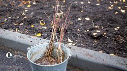 В Челябинске открыли «Аллею памяти» в честь погибших детей Донбасса