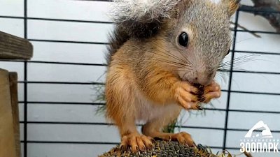 В Челябинском зоопарке раздали животным подсолнухи