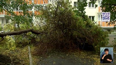 В Челябинске дерево упало на автомобиль
