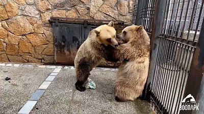 В Челябинском зоопарке медведицы попробовали поиграть в футбол