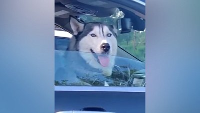 Мех и смех: требовательный лемур, неожиданная встреча и приятный пылесос