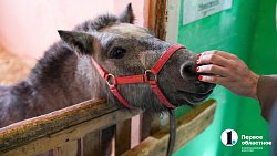 В Челябинске стартовали Всероссийские соревнования среди студентов по конному спорту