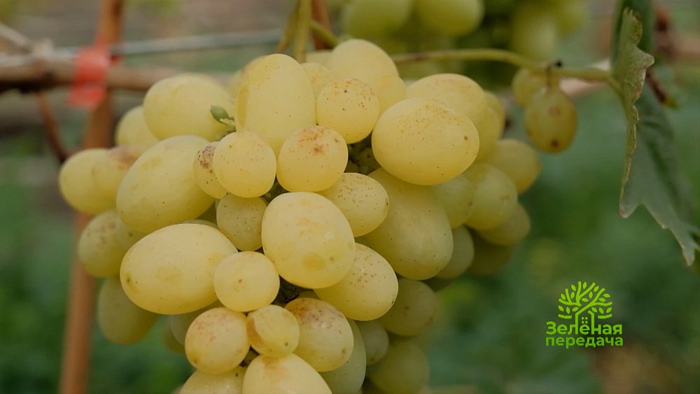 Зеленая передача 29.09.2022