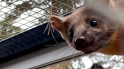 В Челябинском зоопарке рассказали о новых жителях