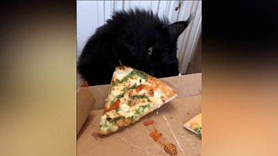 Мех и смех: вкусная пицца, неудачный трюк и нежная драка