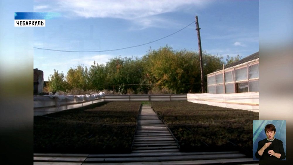 В Чебаркуле начали выращивать сосны