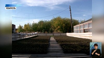 В Чебаркуле начали выращивать сосны