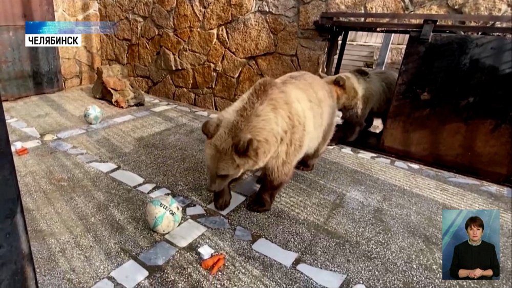 Медведи из зоопарка учатся играть в футбол