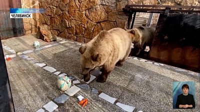 Медведи из зоопарка учатся играть в футбол