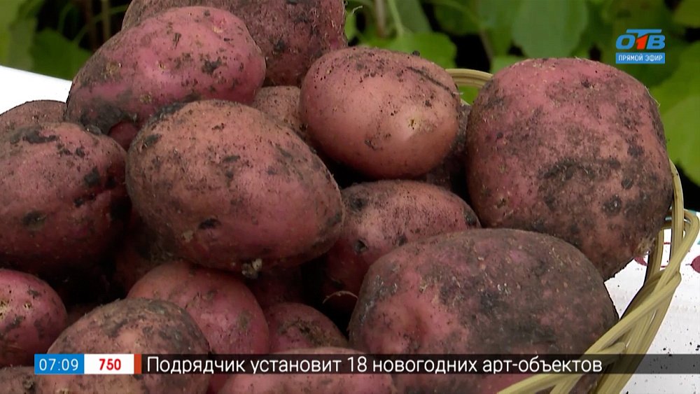 Секреты хранения картошки в рубрике «Руки садовода»