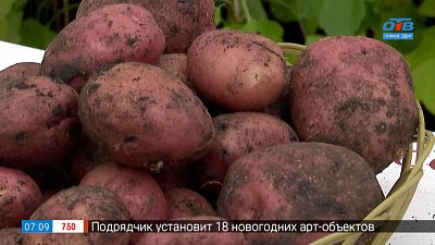 Секреты хранения картошки в рубрике «Руки садовода»