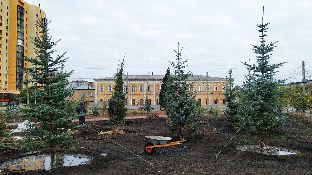 В сквере в центре Челябинска высадили голубые ели и лиственницы