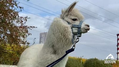 В Челябинском зоопарке альпака Дуся вновь вышла на прогулку