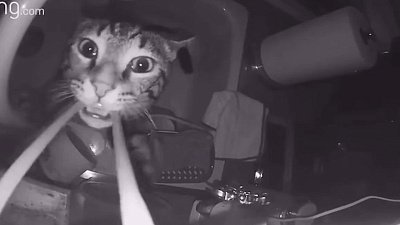 Мех и смех: камера наблюдения, смотритель за рыбами и нежный леопард