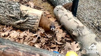 В Челябинском зоопарке колонки радуются осени