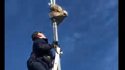 В Челябинске спасли сову, застрявшую на фонарном столбе