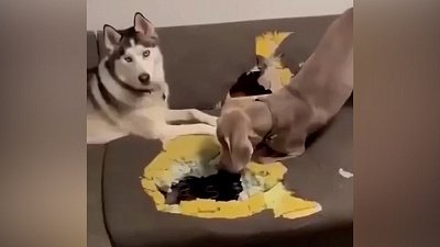 Мех и смех: пушистая банда, диета и кот-скалолаз