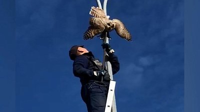 В Челябинске спасли сову, застрявшую в фонарном столбе