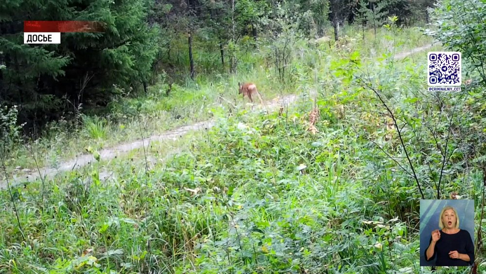 Браконьер застрелил 8 косуль